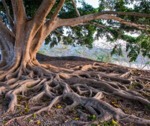 Winterblues Wurzeln stärken